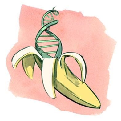 Find the DNA in a Banana - Scientific American