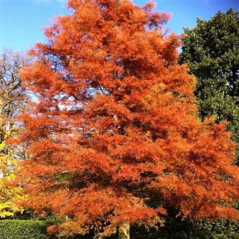 Dawn Redwood Tree | Showy Redwood Tree — PlantingTree.com