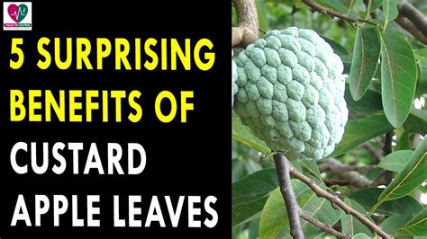 5 Surprising Benefits of Custard Apple Leaves | Health Sutra - Best ...