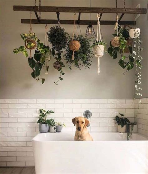 18 Best Hanging Plant Ideas For Bathroom That Will Make It Full Of Life