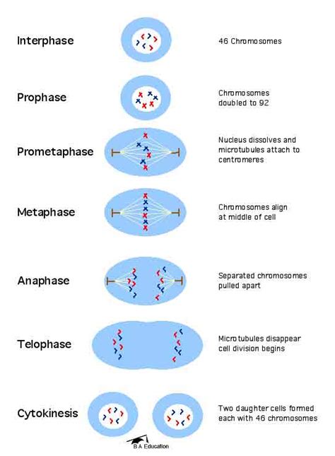 mitosis cell division diagrams : Biological Science Picture Directory – Pulpbits.net