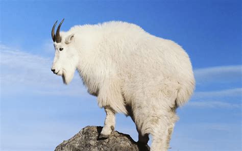 Mountain Goat Wallpapers - Wallpaper Cave