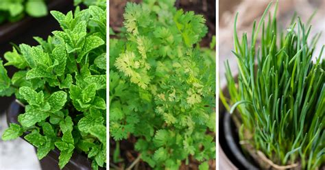 10 Herbs That Grow Well In Shade