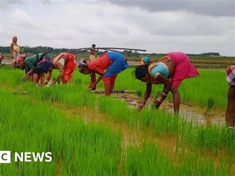 Reimagining the Future for India's Rice Farmers