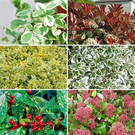 Winter Interest Evergreen Shrub Collection - 6 plants