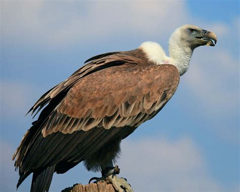 8 Birds That Symbolize Evil - Sonoma Birding