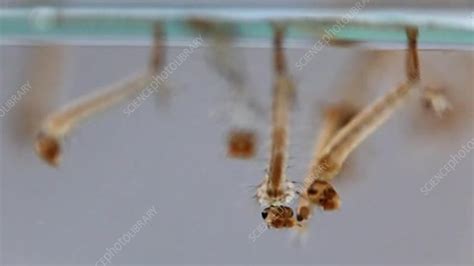 Asian tiger mosquito larvae - Stock Video Clip - K003/6374 - Science Photo Library