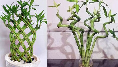 bambú de la suerte (Dracaena Sanderiana) para interior