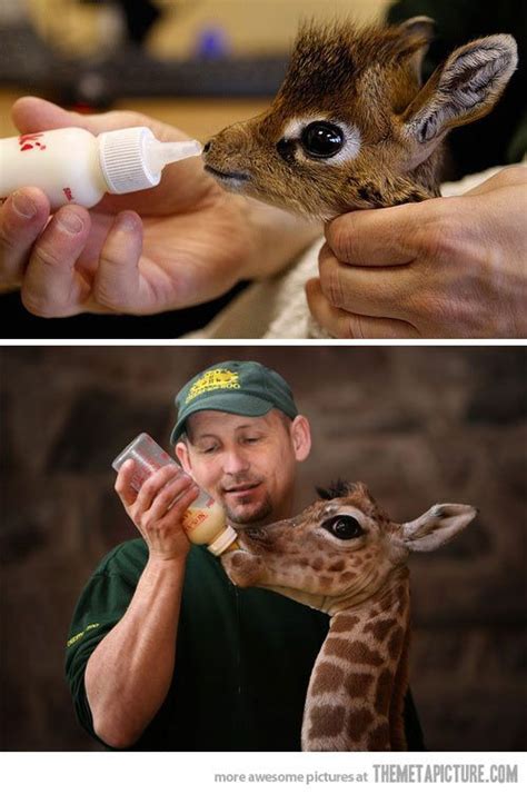 The cutest baby giraffe… | Cute funny animals, Cute animals, Baby animals