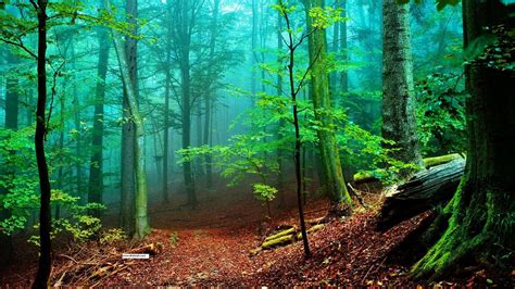 Cartoon Forest Wallpapers - Top Free Cartoon Forest Backgrounds ...