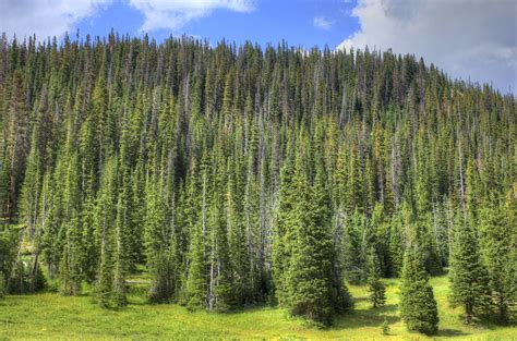 Closeup of the pine forest at Rocky Mountains National Park, Colorado image - Free stock photo ...