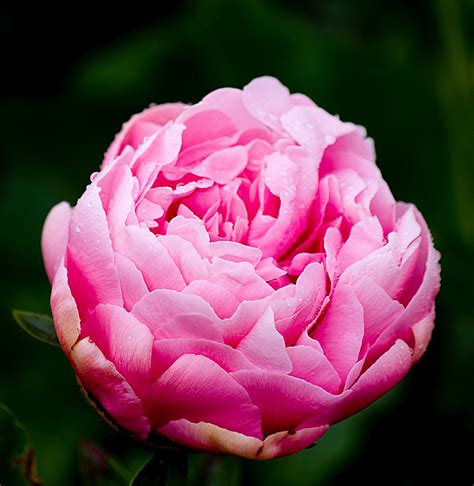 Thom Zehrfeld Photography : Adelman Gardens Peony Paradise | Three