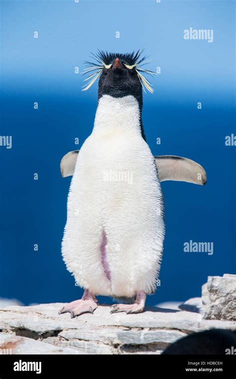 rockhopper penguin (Eudyptes chrysocome) adult standing on top of cliff in breeding colony, with ...