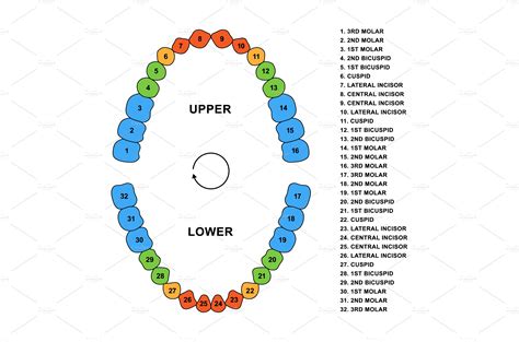 Secondary teeth dentition anatomy | Healthcare Illustrations ~ Creative ...