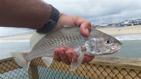 Maryland Biodiversity Project - Atlantic Croaker (Micropogonias undulatus)