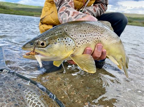 Best Yellowstone Fly Fishing Guides | Yellowstone Fly Fishing Co.