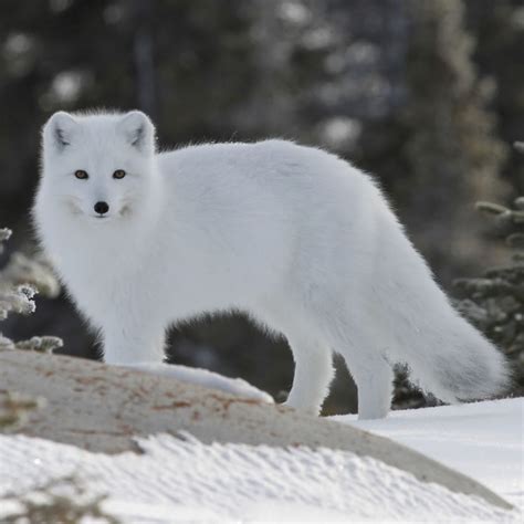 Tundra Animals