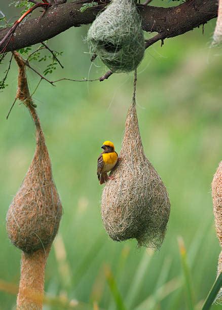 Weaver Bird Nest Stock Photos, Pictures & Royalty-Free Images - iStock