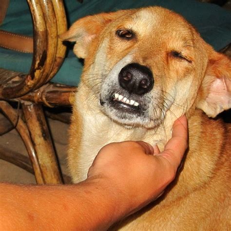 Dogs with Underbites: Causes of Canine Malocclusion – Dogster