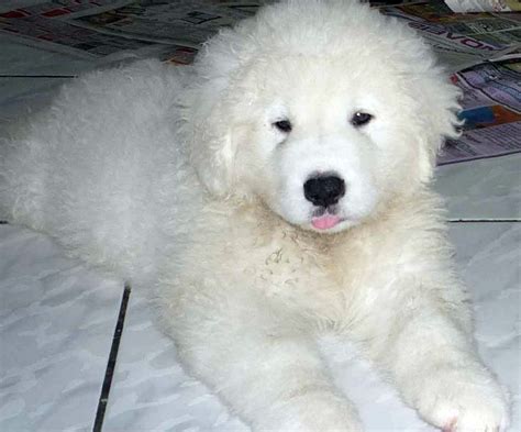 Kuvasz - All Big Dog Breeds