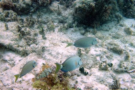 Snorkeling, Sapphire Beach, St. Thomas, US Virgin Islands (USVI) | St thomas virgin islands ...