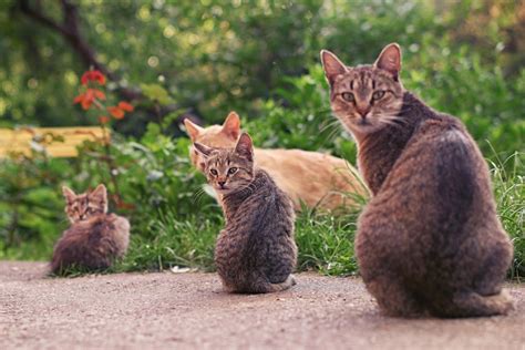 Cats in the Garden · Free Stock Photo