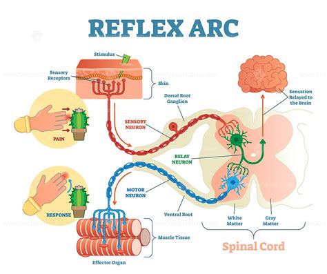 Reflex Arc Labelled Diagram