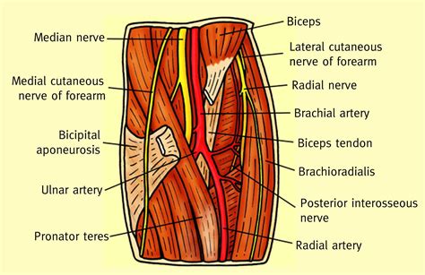 Anatomy of the antecubital fossa - Anaesthesia & Intensive Care Medicine