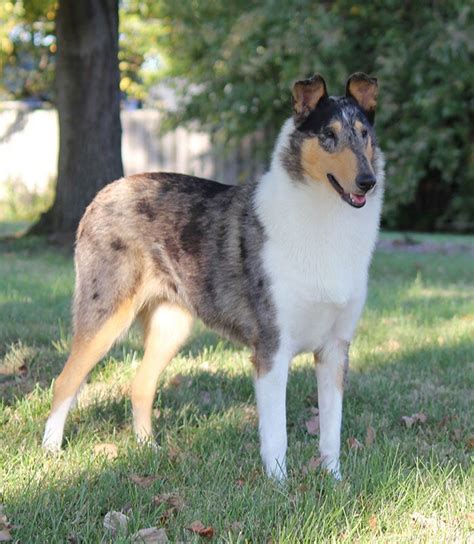 Pin on Collies, Shelties, Shetland Sheep Dogs