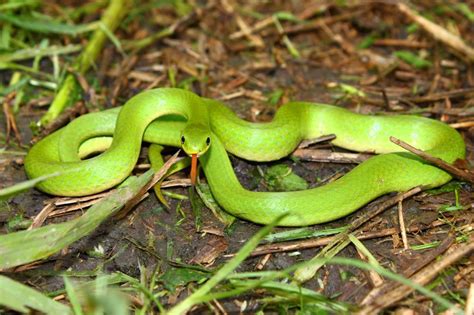 Wild Profile: Meet the smooth green snake - Cottage Life