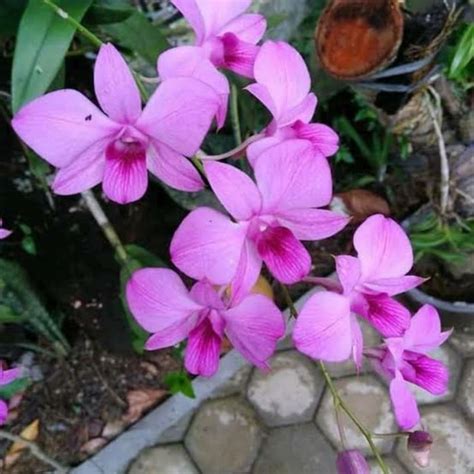 Jual anggrek dendrobium larat murah | Shopee Indonesia