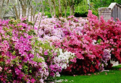 Azalea Shrub Care with Photos and Videos | HubPages