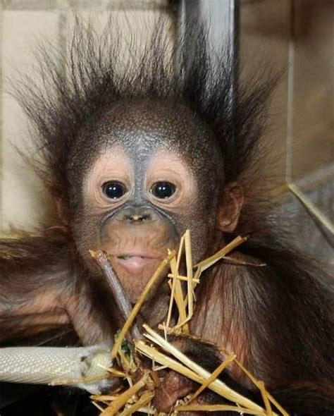 Baby Orangutans Enjoy the Early Years with Mom - Baby Animal Zoo