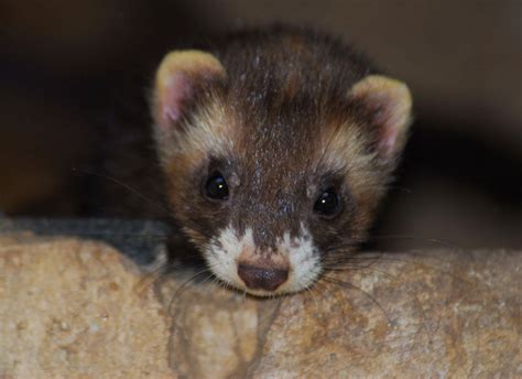 ADW: Mustelidae: PICTURES