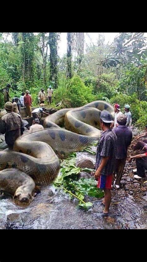 Worlds biggest snake Anaconda found in Africa's Amazon river. It has ...