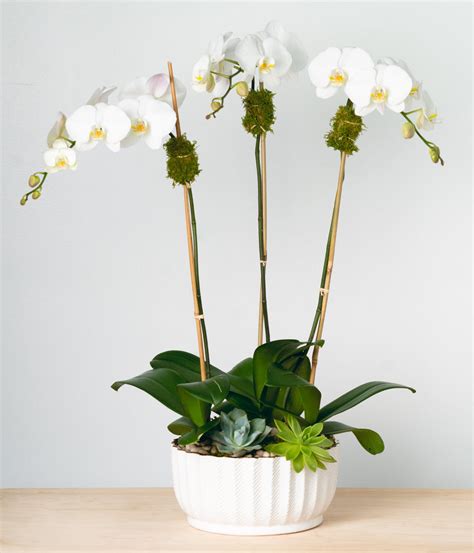 NYC Orchid Delivery - Green Plants | Scotts Flowers NYC