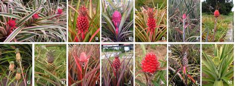 Botanical varieties of the genus Ananas having potential value as... | Download Scientific Diagram