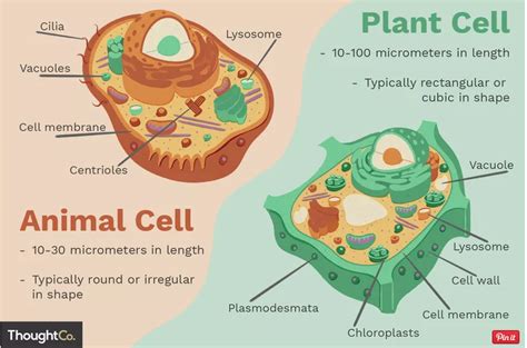 Plant & Animal Cell Organelles and Functions of a Cell | 216 plays | Quizizz