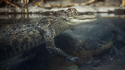 4k Alligator Wallpapers - Wallpaper Cave