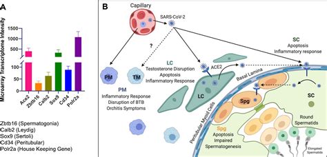 ACE2 receptor expression in testes: implications in coronavirus disease ...