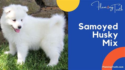 Samoyed Husky Mix | Their Characteristics and Interesting Facts ...