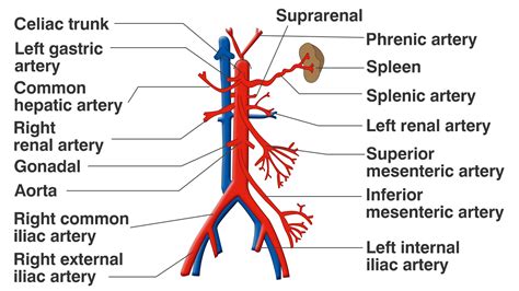 Functions of the Celiac Artery Explained With a Labeled Diagram | Celiac artery, Arteries ...