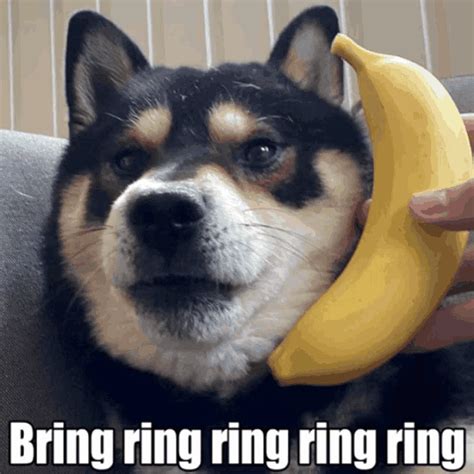 Bring Ring Ring Banana Phone Shoobmaster64 GIF – Bring Ring Ring Banana Phone Shoobmaster64 ...