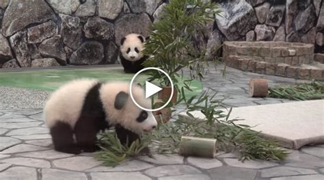 Baby Pandas Chasing Their Zookeeper Is The Cutest Thing You’ll See All Day!