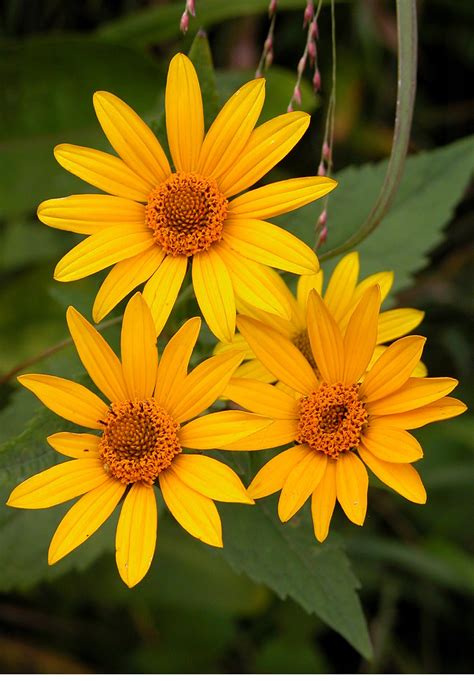 Free photo: Yellow Daisies - Blooming, Daisy, Flower - Free Download ...