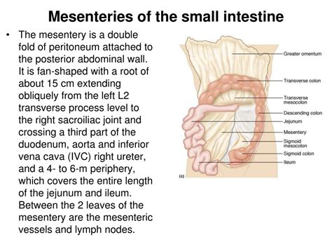 PPT - Anatomy and Histology of the GIT hollow organs II PowerPoint ...