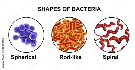 Spiral Bacteria Under Microscope