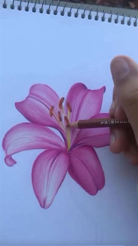 someone is drawing a pink flower with a pencil