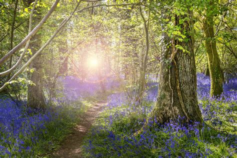 18 of the Best Springtime Bluebell Woods in Dorset