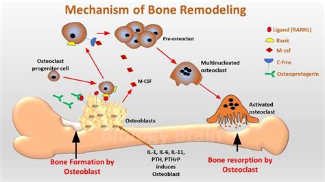 Bone remodeling process and steps - Biology Brain